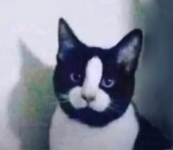 Meet Pussy Dick Face