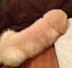 Don't get excited - it's a dog!